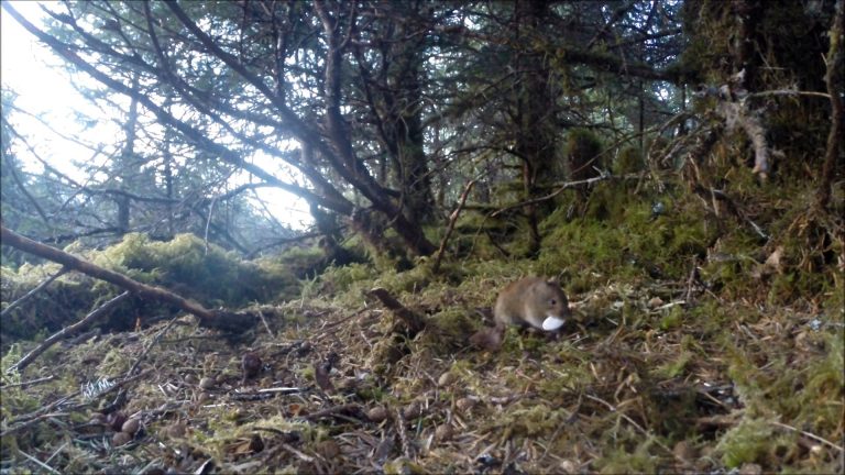 Northern Red-backed Vole