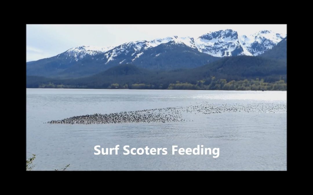 Surf Scoters feeding on Blue Mussels