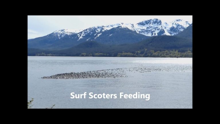 Surf Scoters feeding on Blue Mussels