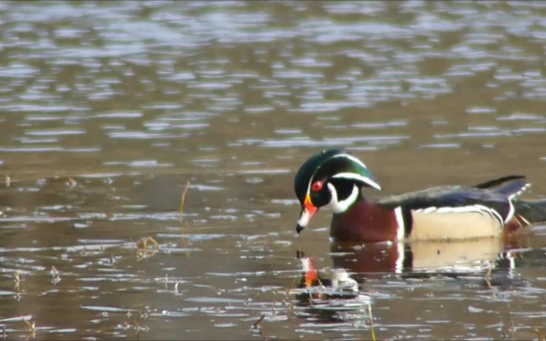 The Wood Duck in Juneau