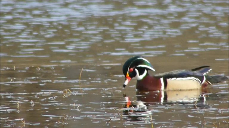 The Wood Duck in Juneau