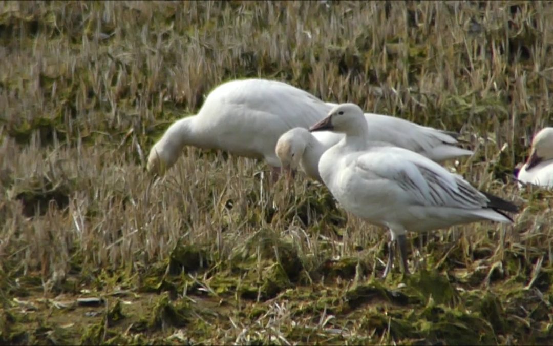 Snow Geese at Sheep Creek