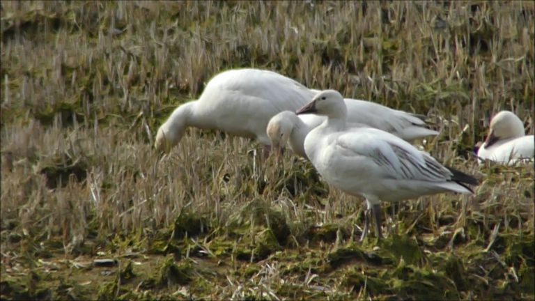 Snow Geese at Sheep Creek