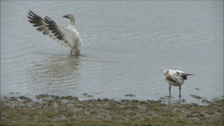 Geese at Eagle Beach