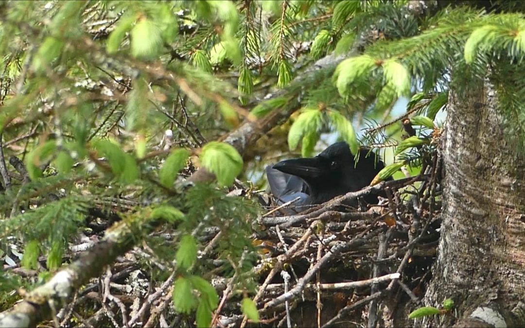 Northwestern Crow Incubating Eggs