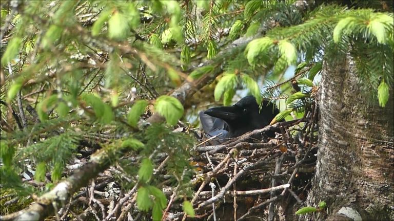 Northwestern Crow Incubating Eggs