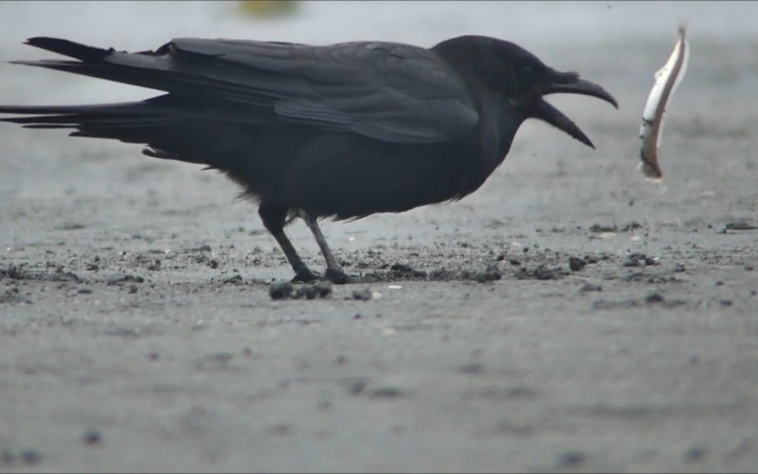 Crows Capturing Sand Lance