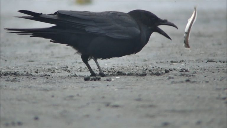 Crows Capturing Sand Lance