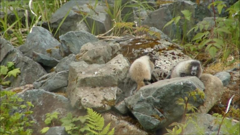 Marmot Kids in Early June