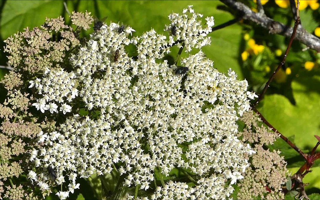 Cow Parsnip Flower attracts Insects