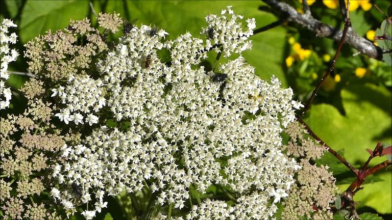 Cow Parsnip Flower attracts Insects