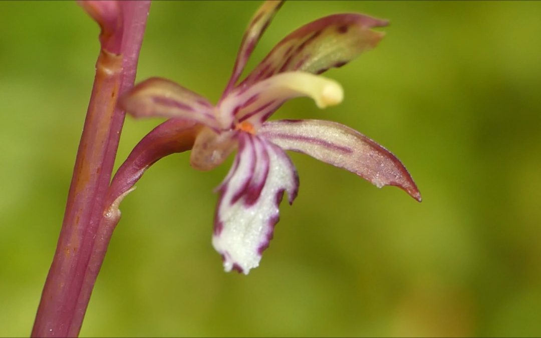 Spotted Coral Root with Insects