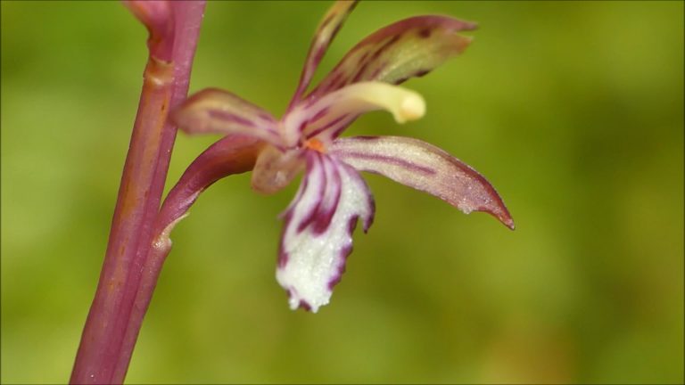 Spotted Coral Root with Insects