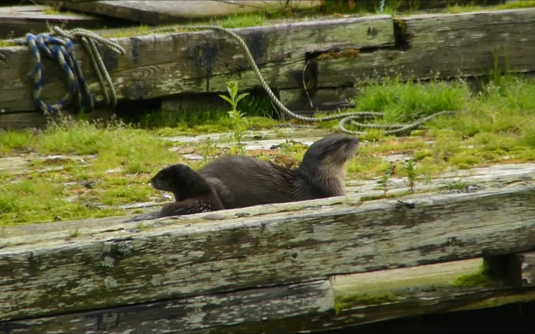 River Otters with Kids