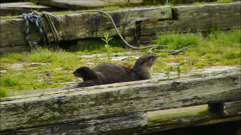 River Otters with Kids