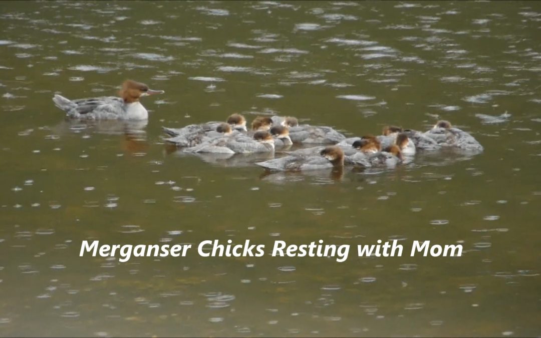 Merganser Chicks Resting with Mom and
