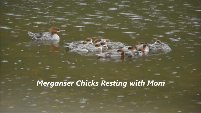 Merganser Chicks Resting with Mom and