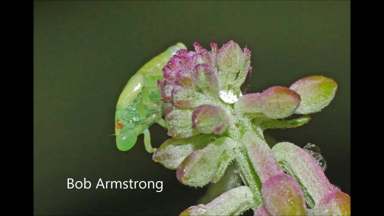 Why do spittlebugs spit