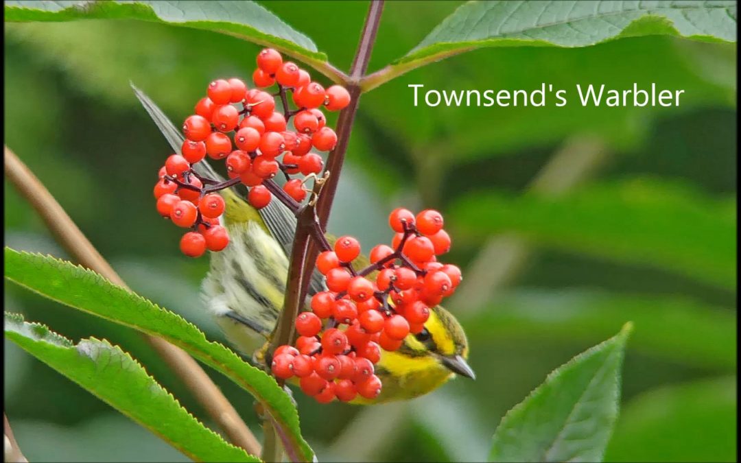 What Comes to Elderberry