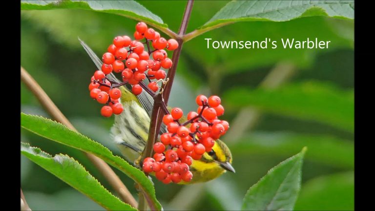 What Comes to Elderberry