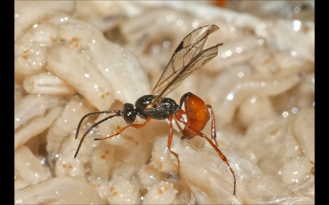 Wasp Laying Eggs in Maggots
