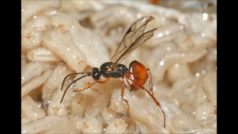 Wasp Laying Eggs in Maggots