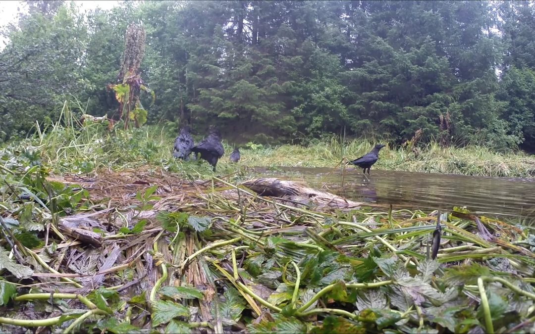 Ravens, Salmon and a Bear