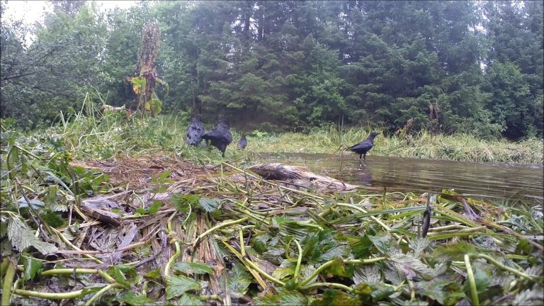 Ravens, Salmon and a Bear