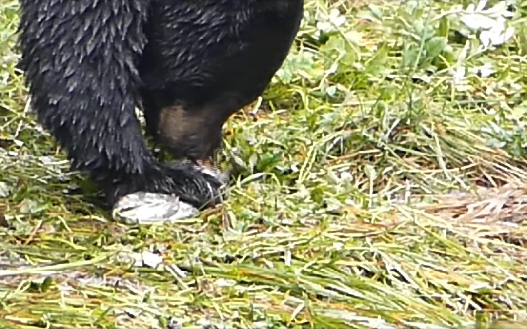 Black Bear Eating Salmon Eggs