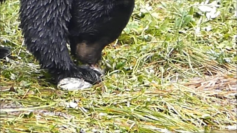 Black Bear Eating Salmon Eggs