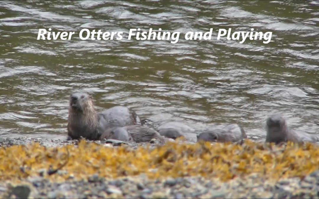 River Otters Fishing and Playing