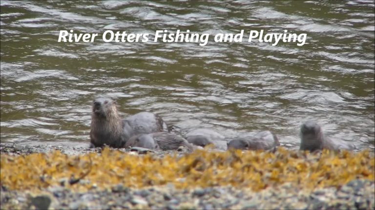 River Otters Fishing and Playing