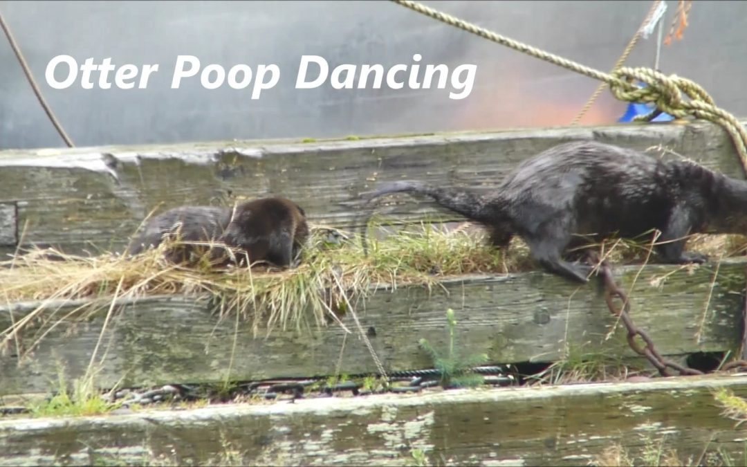 Otter Poop Dancing
