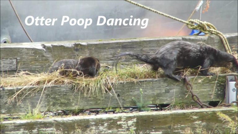 Otter Poop Dancing