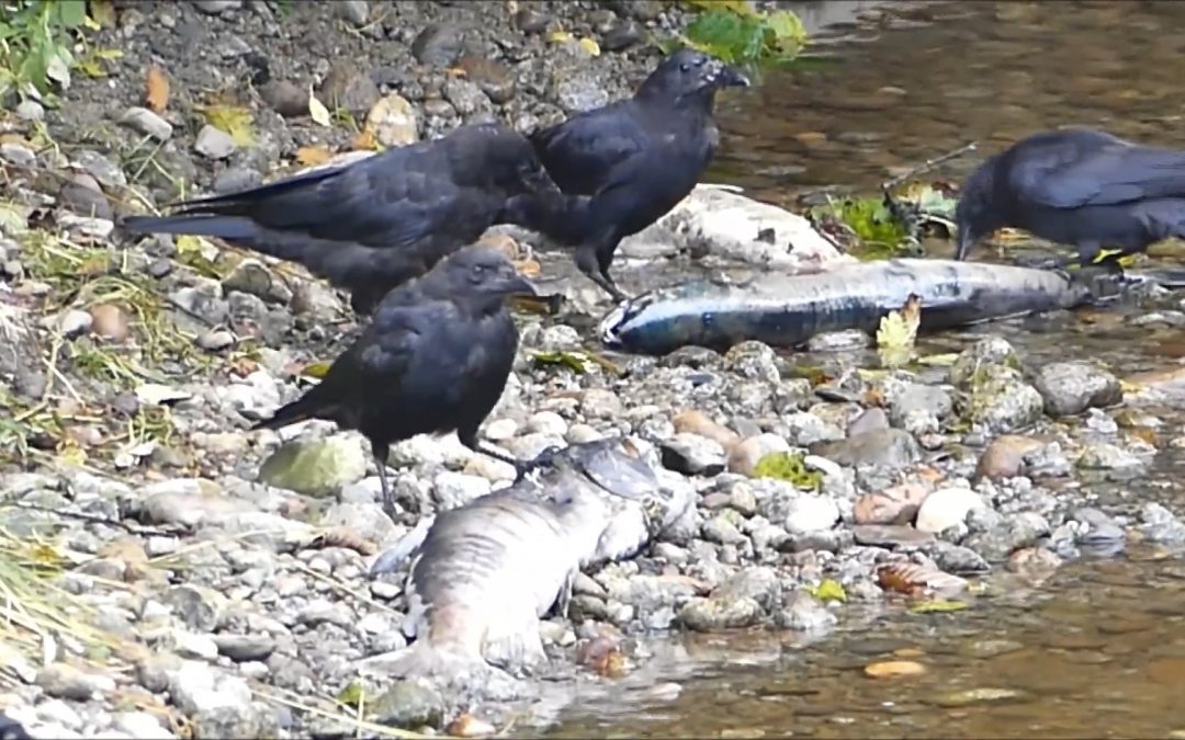 Crows Feeding on Salmon Carcasses