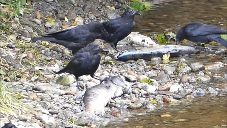Crows Feeding on Salmon Carcasses