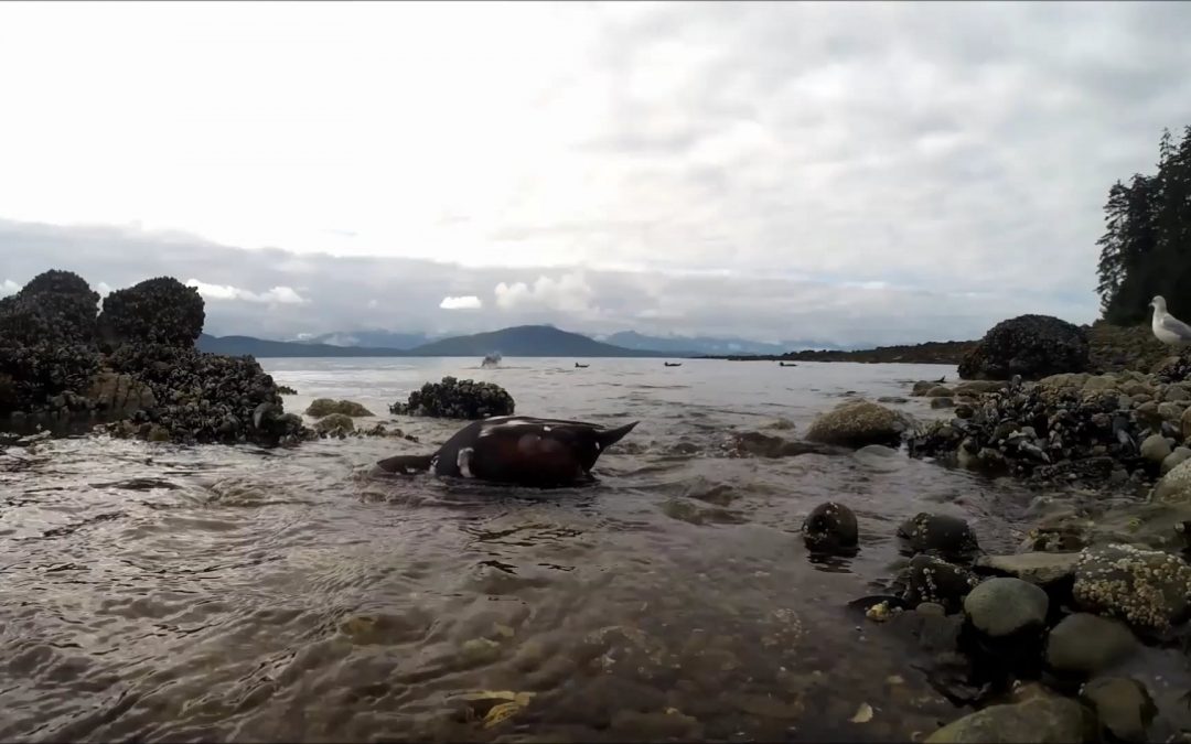 Harlequin Ducks Bathing and Feeding