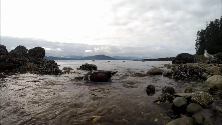 Harlequin Ducks Bathing and Feeding