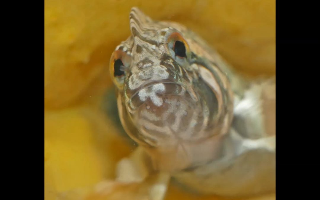 Name These Fish