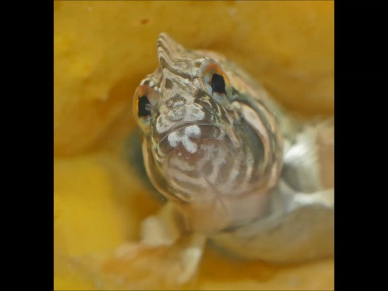 Name These Fish