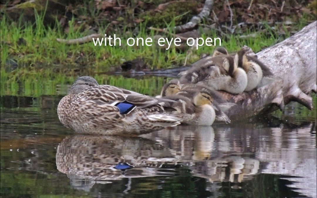 Mallards Snoozing in Winter