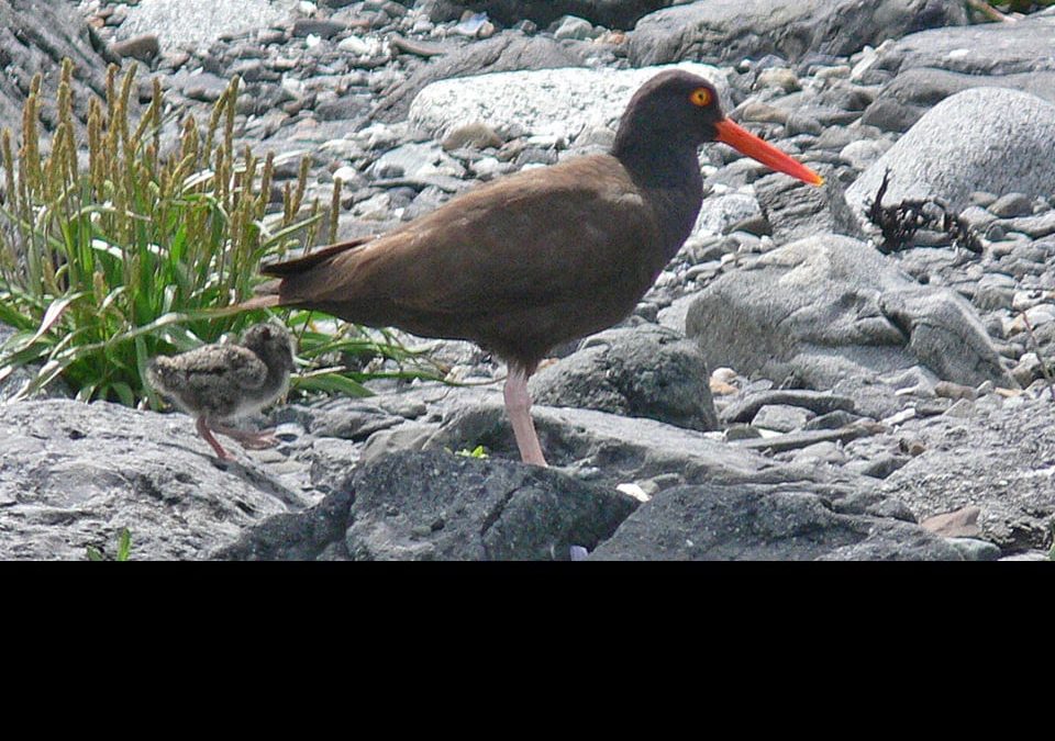 Arctic Tern and Black Oystercatcher