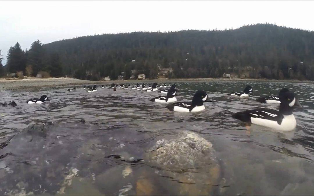 Barrow’s Goldeneyes