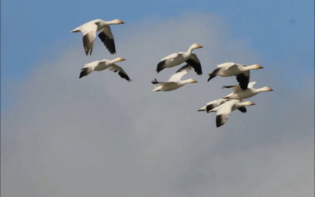 Geese in Alaska
