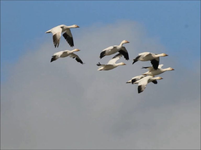Geese in Alaska
