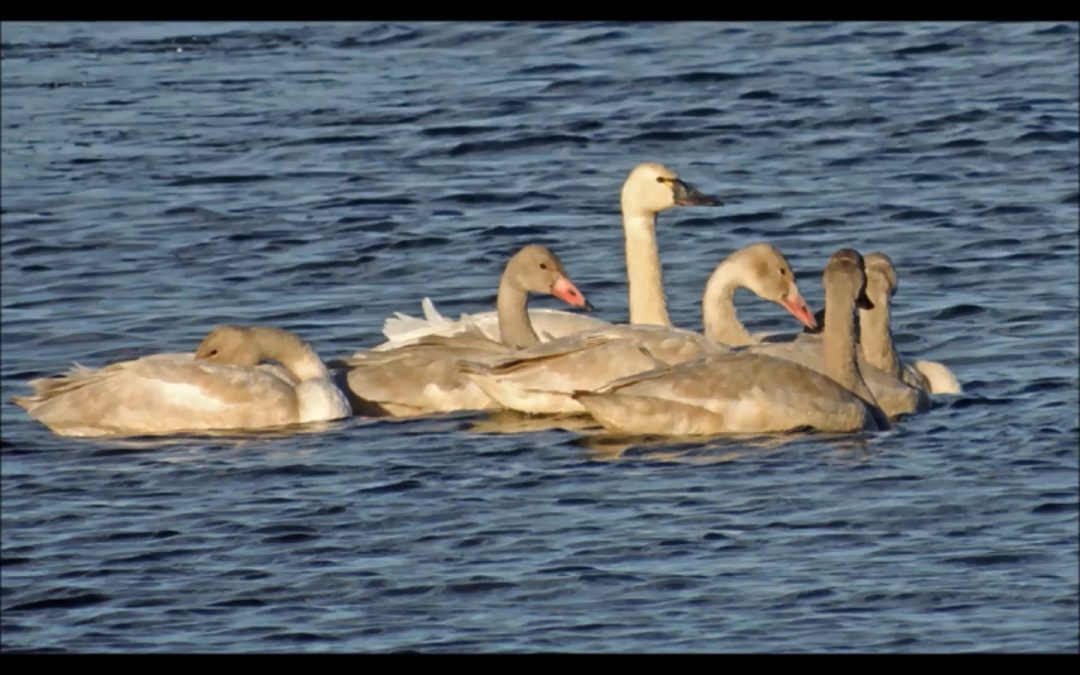 Swans in Alaska