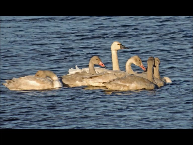 Swans in Alaska