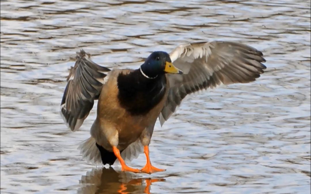 Surface-feeding Ducks in Alaska
