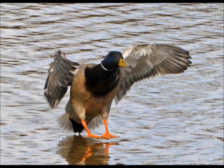 Surface-feeding Ducks in Alaska