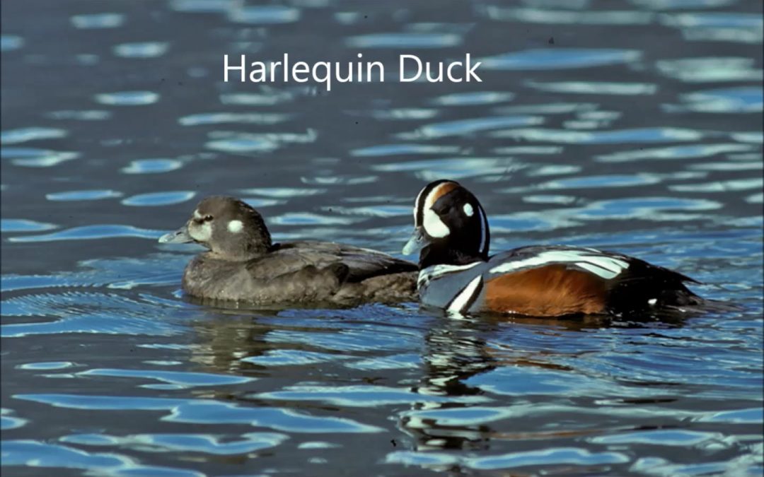 Diving Ducks